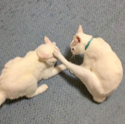 最新猫打架步骤指南，如何应对猫咪打架情况