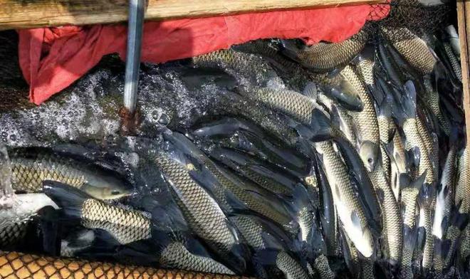 脆肉鲩市场走势分析与影响研究