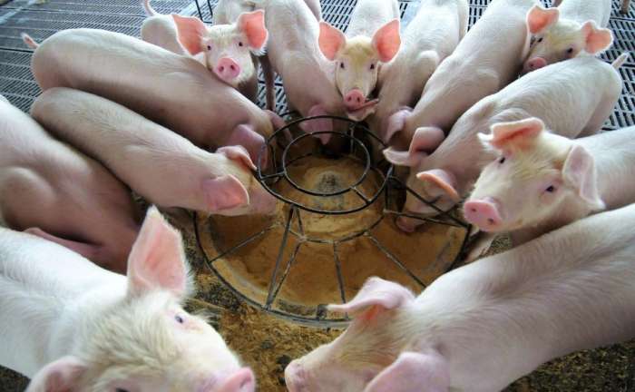 猪的市场行情,🐖猪的市场行情，你了解多少？🐖