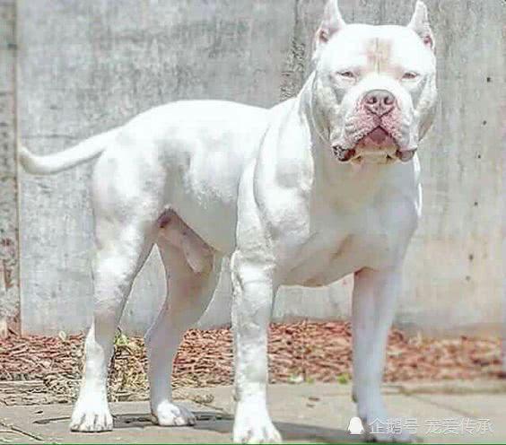 恶霸犬价格揭秘，背景、时代地位与影响因素分析