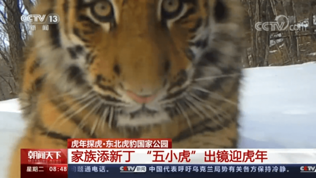时代的印记与文化的涟漪，四虎视频最新地址分享
