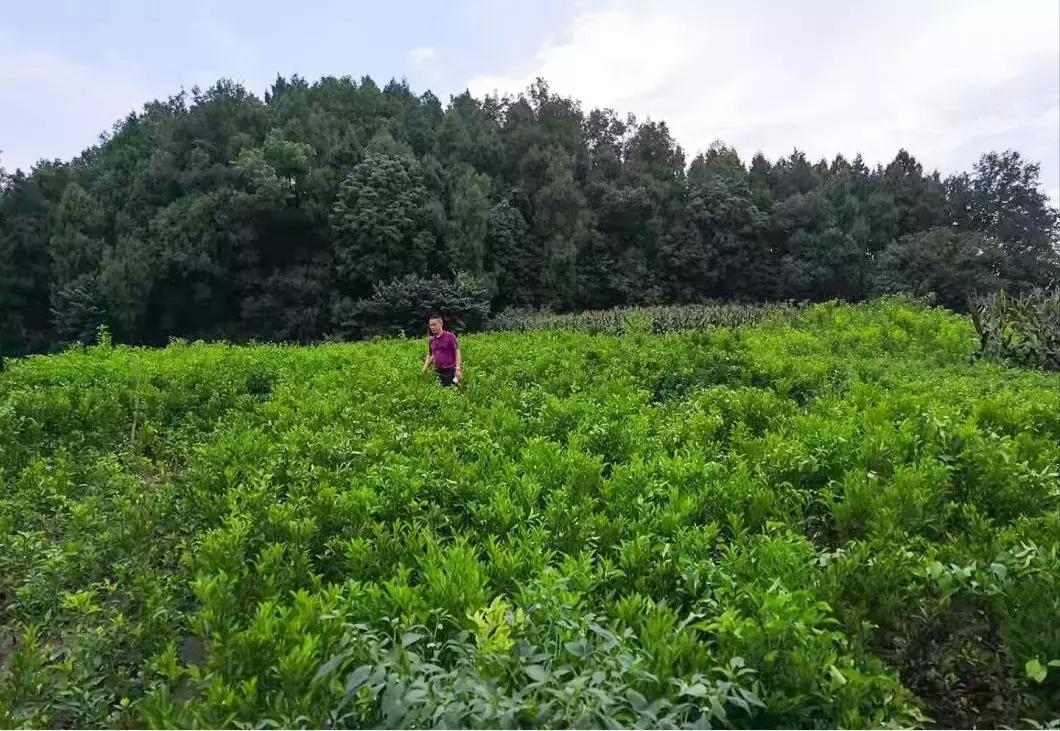 简阳东溪镇最新规划图，梦想起航的蓝图，展现自信与成就之源